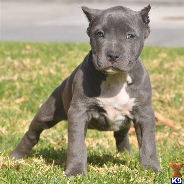 Puppies in CA